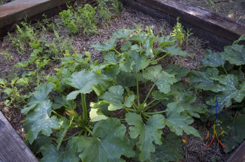 Many zucchini