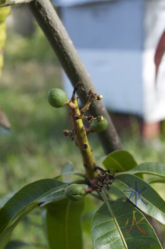 Mangolets