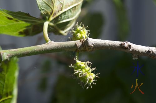 Mulberries