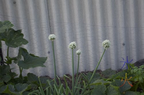 onion flowers