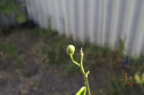 Tiny little orange