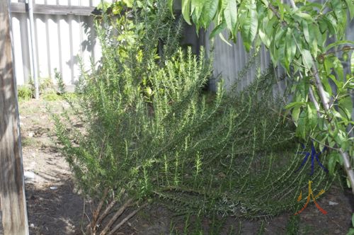 Nectarine tree, rosemary, orange tree