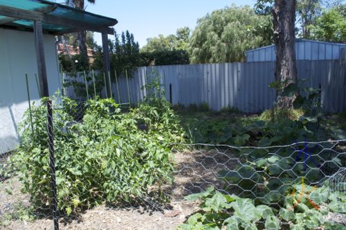 Tomato plants staked up