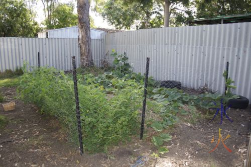 Tomato infestation in one of the vege patches