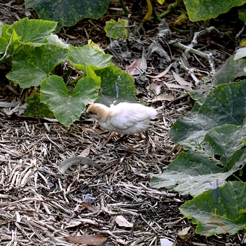 Japanese bantam cross chick amongst pumpkin plants