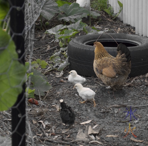 Japanese bantam cross with three chicks