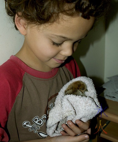 Little big boy caring for a Japanese bantam chick