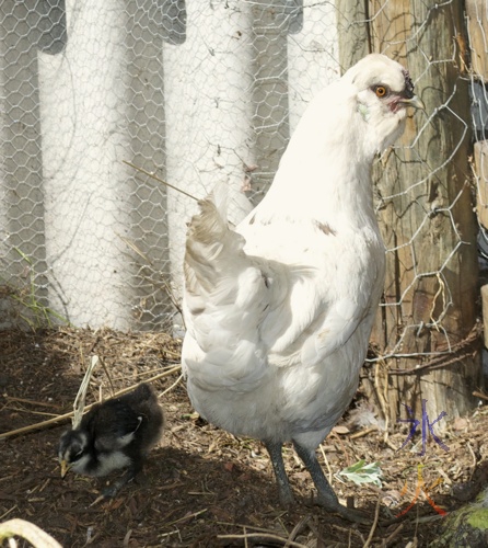 White aracauna with black and yellow chick