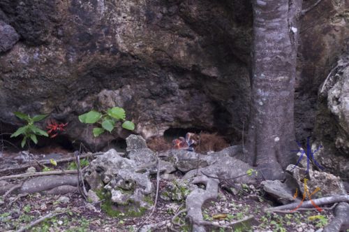 Robber crab and red crab on Christmas Island