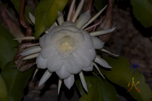 Midnight flower on Christmas Island