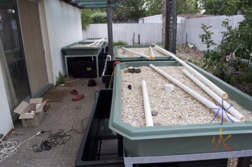 Setting up our aquaponic setup