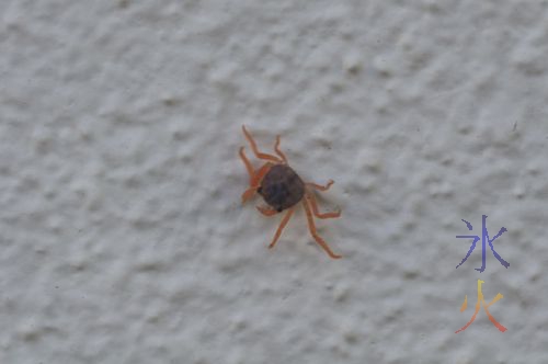 Christmas Island red crablet