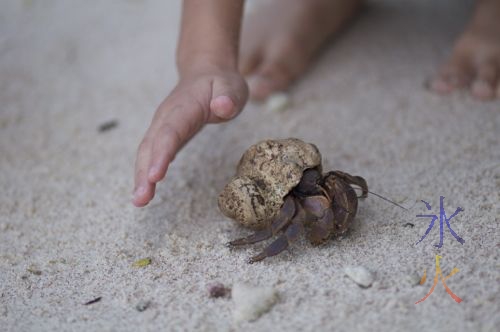 Big hermit crab