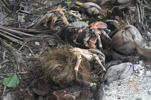 Robber crabs lunching on coconuts