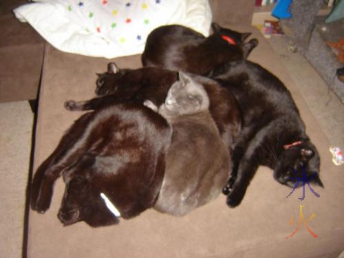 Pile of five cats snoozing on the couch