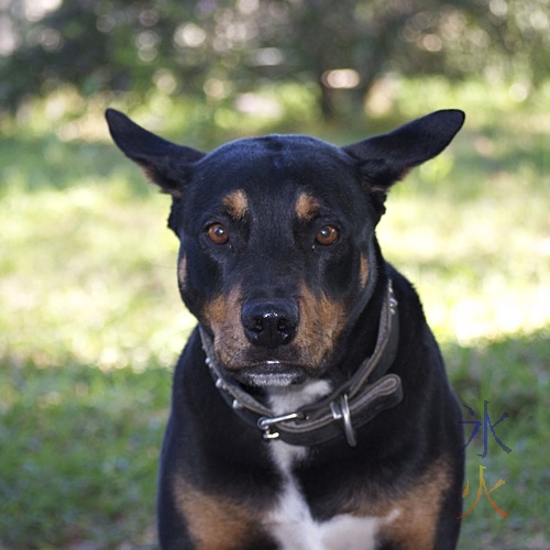 Fenrir - staffy X rottweiler