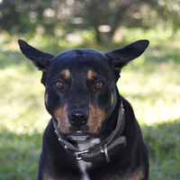 Fenrir the staffy x rotti