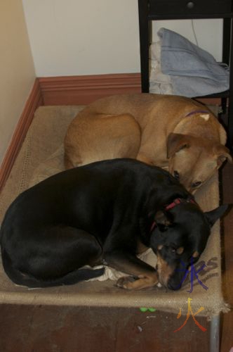 Staffy X rotti and staffy X mastiff squished up in the same dog bed