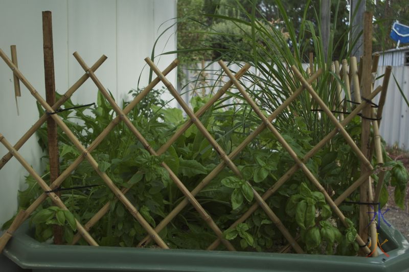 Aquaponic growbed with basil, lemongrass, spinach, various salads