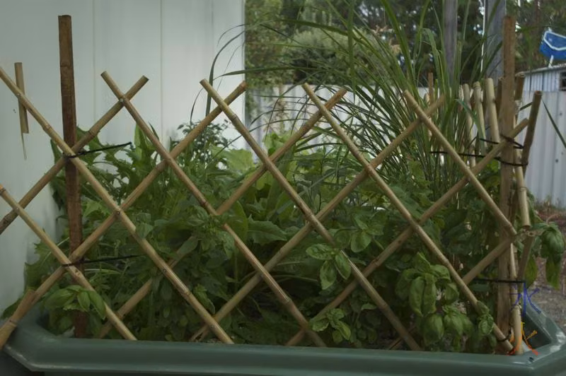 Aquaponic growbed with basil, lemongrass, spinach, various salads