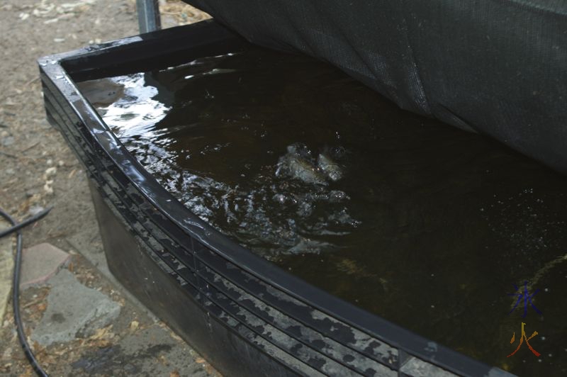 Hungry fish leapimg for food in aquaponic tank