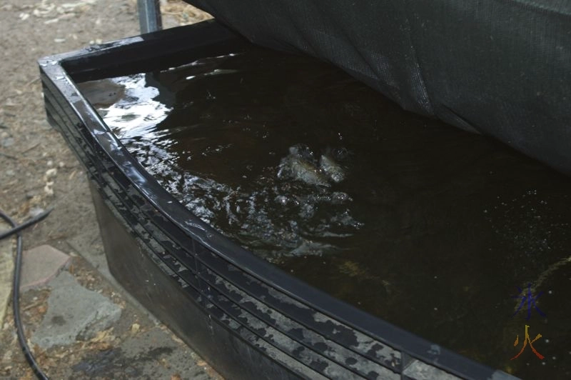 Hungry fish leapimg for food in aquaponic tank