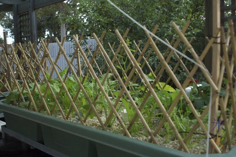 Spinach, onions and stuff growing in aquaponics growbed