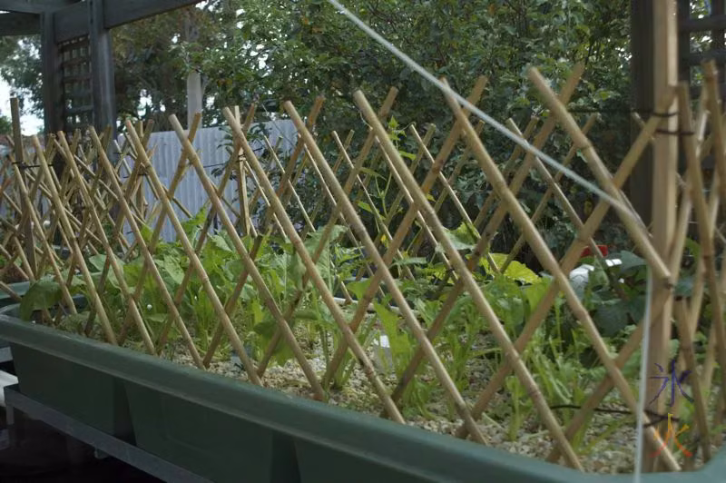 Spinach, onions and stuff growing in aquaponics growbed