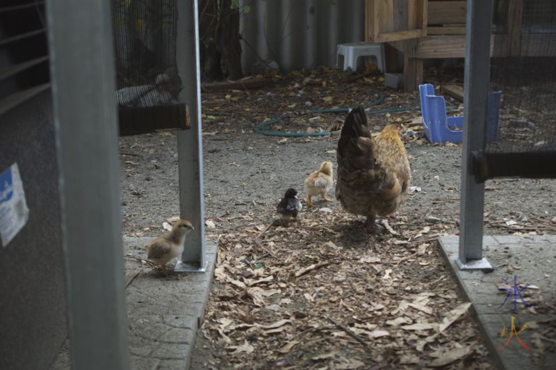 Japanese bantam cross hen with three chicks