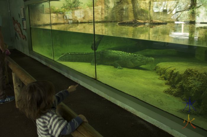 Large crocodile at the Perth Zoo