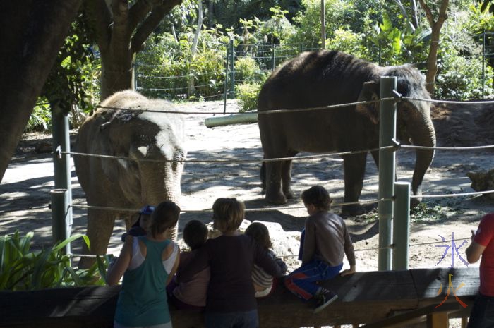 Two female elephants at the Perth Zoo