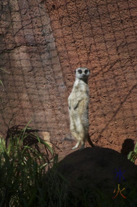 A meerkat sentry at the Perth Zoo