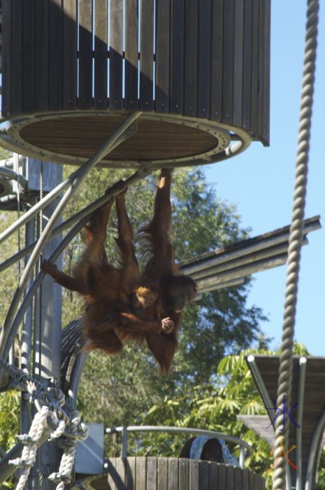 Mum and baby orang utan at Perth Zoo