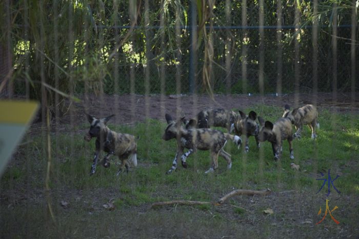 African Painted Dog puppies chasing a piece of meat