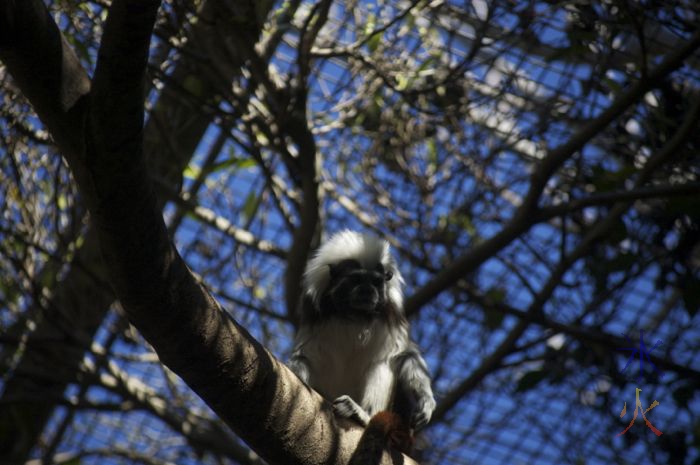 Tamarin at Perth Zoo