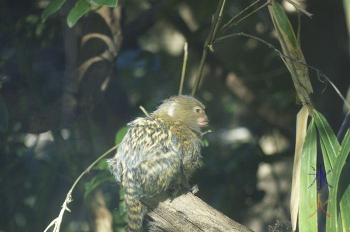 Pygmy marmoset at Perth Zoo