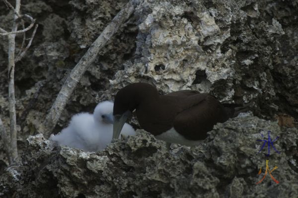 Booby bird with chick