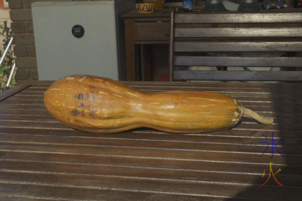 Bizarrely shaped pumpkin Bizarrely shaped pumpkin