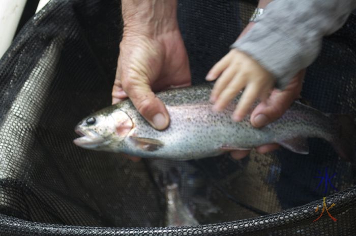 Big rainbow trout from the aquaponics tank