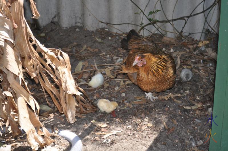 Japanese bantam cross with three chicks