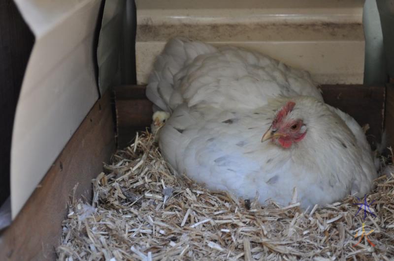 Pekin bantam cross in The Brooder with a chick