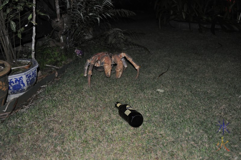 Albert the robber crab