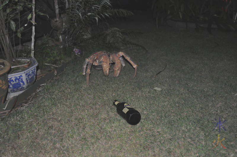 Albert the robber crab Albert the robber crab
