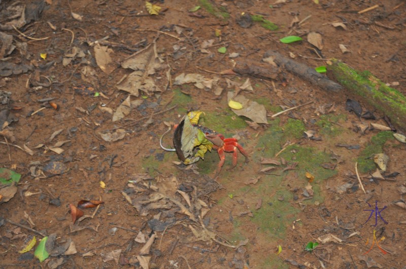 A crab with two leaves dubbed 'greedy crab' by the kids