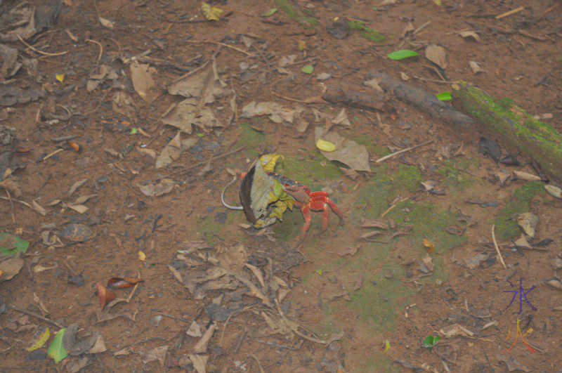 A crab with two leaves dubbed 'greedy crab' by the kids A crab with two leaves dubbed 'greedy crab' by the kids