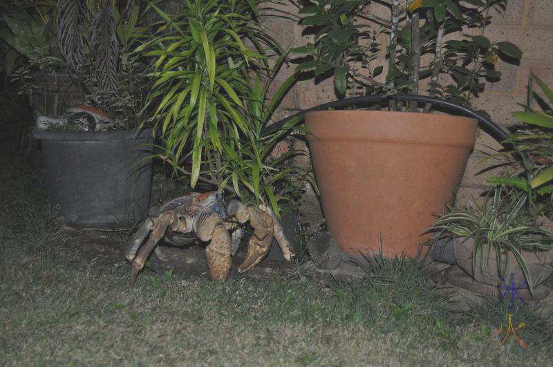 Another robber crab at the house Another robber crab at the house