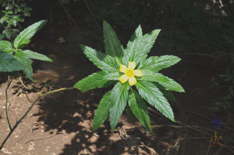 A pretty flower that 6yo spotted and wanted me to take a photo of. Will try to remember to attempt to identify it later A pretty flower that 6yo spotted and wanted me to take a photo of. Will try to remember to attempt to identify it later