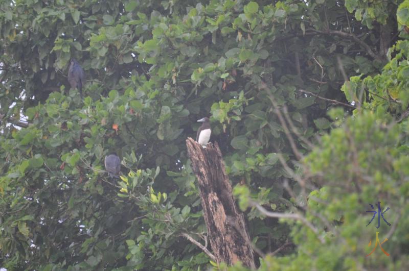 Booby bird on stump