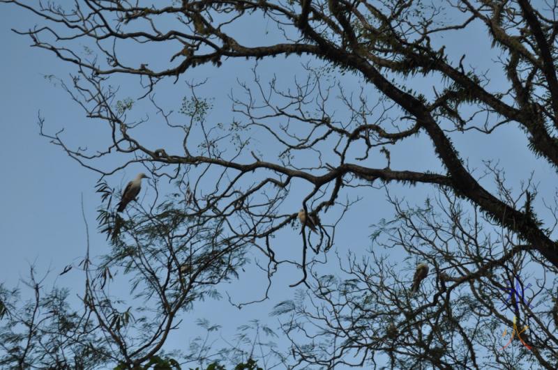 Running gunning shot out the car window of booby birds in a tree