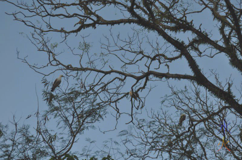 Running gunning shot out the car window of booby birds in a tree Running gunning shot out the car window of booby birds in a tree